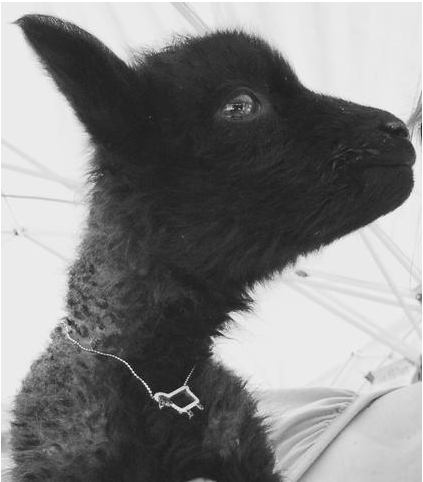 Sterling Silver "Johnny- The Black Sheep" Necklace in Black Diamonds